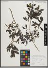 Foto von Salix purpurea L.